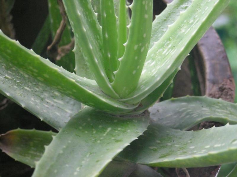 Sorta aloe Koje su sorte aloe