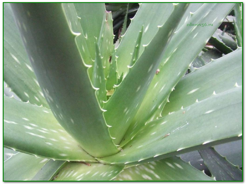 Sok od aloe i njegova ljekovita snaga Izgled aloe vere