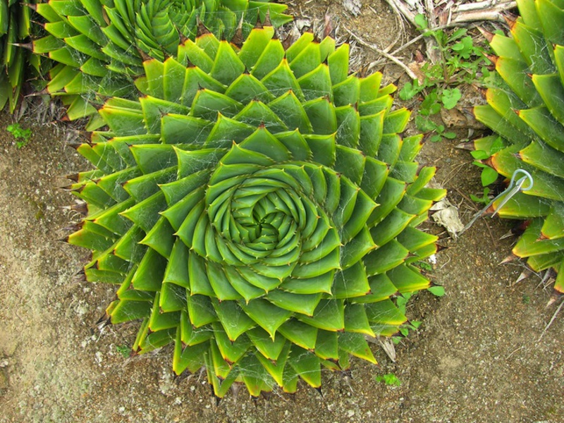 Sorta aloe Kako zalijevati aloju