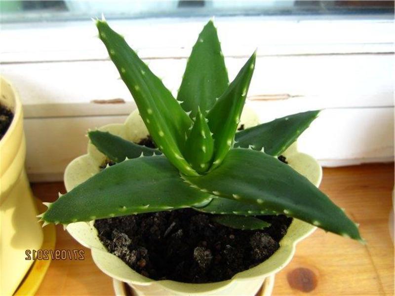 Sorta aloe Sorta aloe