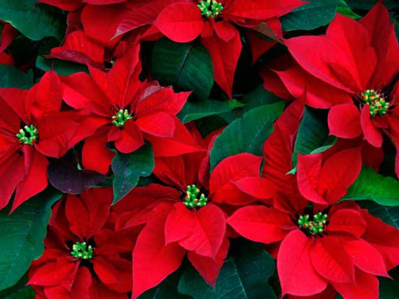 Poinsettia crvena Kako izgleda božićna zvijezda?