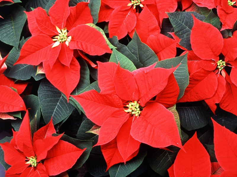 Kako izgleda Poinsetia Cvijet božićne zvijezde - kućna njega