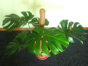 Cvjetajuća monstera