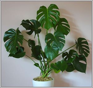 Kako raste monstera