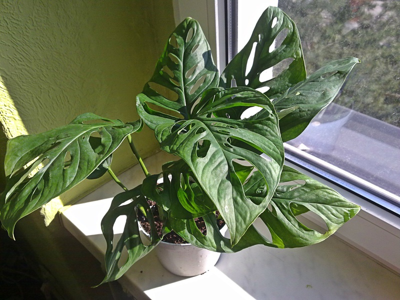 Monstera u kući Sobna biljka monstera