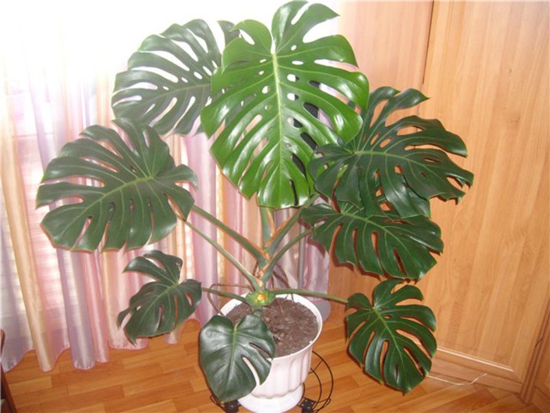 Kako izgleda cvijet monstere? Monstera - kućna njega