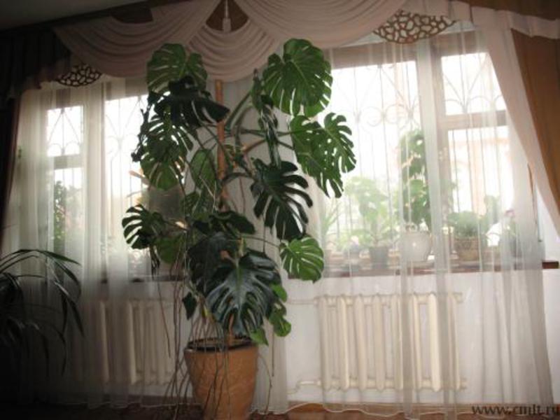 Uzgoj monstere Kakve uvjete voli monstera?