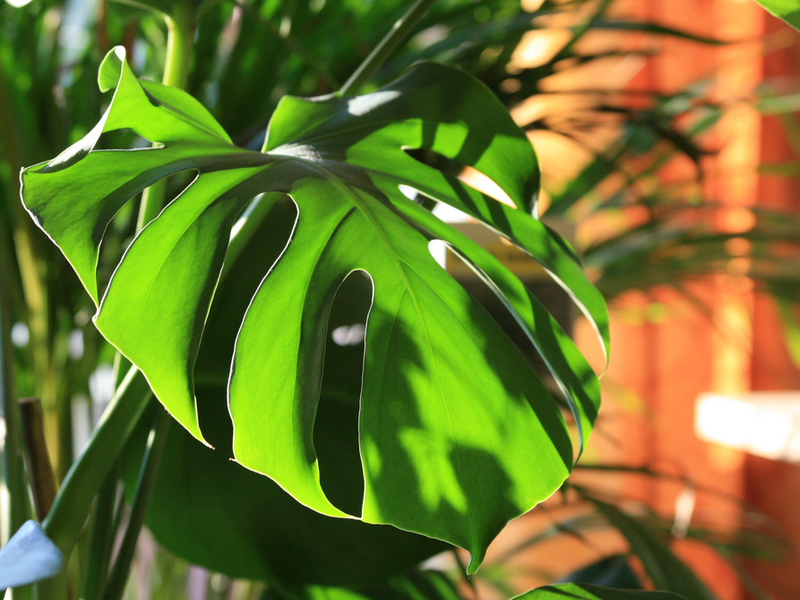 Kako izgleda monstera Pojava Monstere