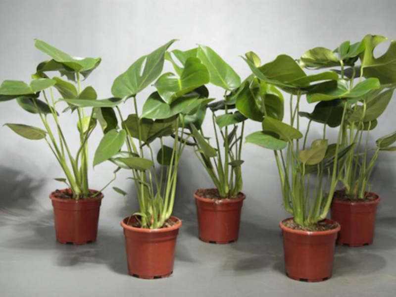 Monstera i njezin uzgoj Uzgoj monstera