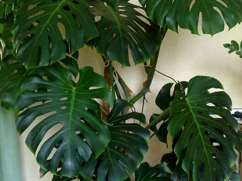 Transplantacija Monstera Monstera - kućna njega