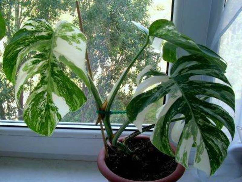 Uzgoj monstera Lisnata monstera