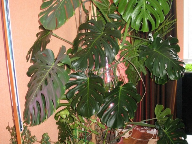 Monstera kod kuće Monstera - kućna njega