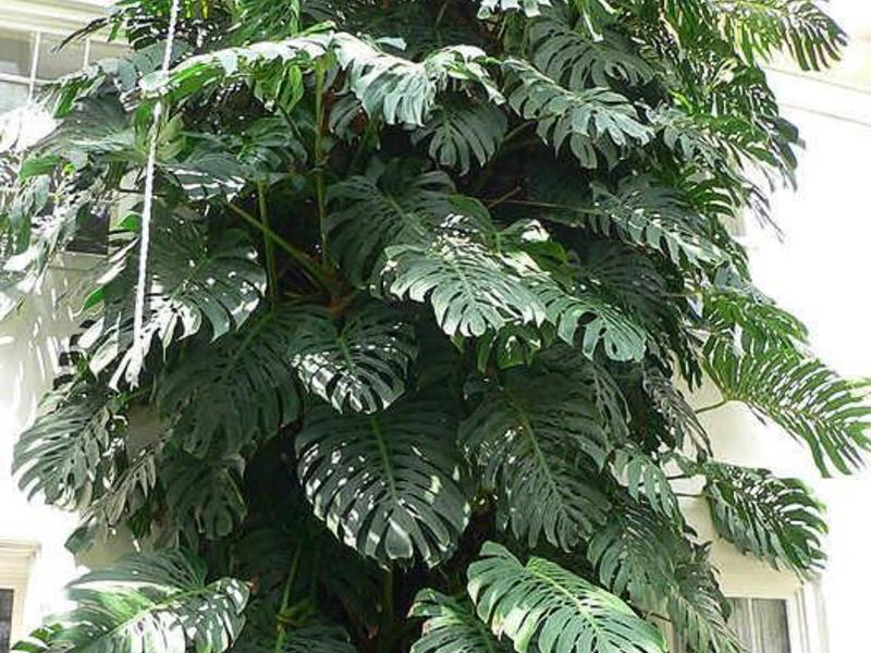 Monstera je jedna od najvećih biljaka Sobna biljka monstera