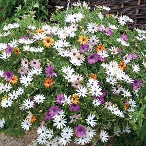 Rt tratinčica ili Osteospermum