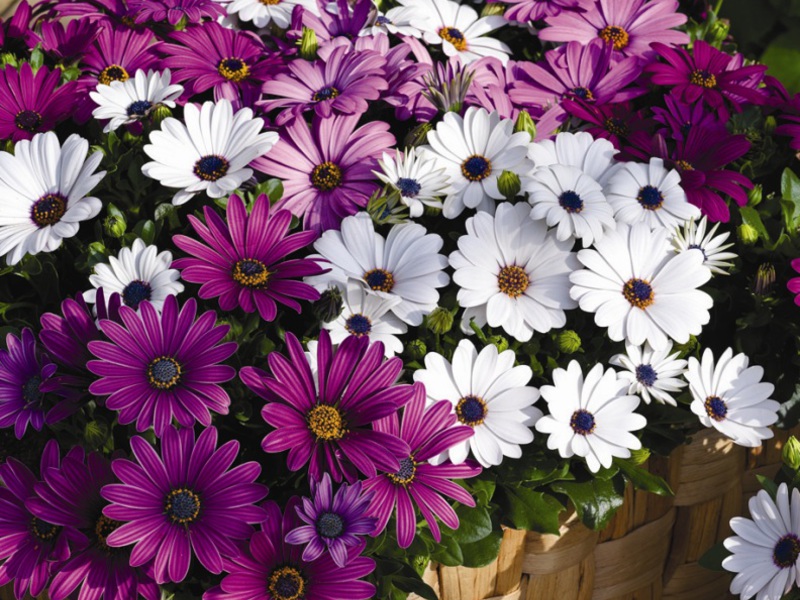 Kako uzgajati cvijet Osteospermum Izgled osteosperma