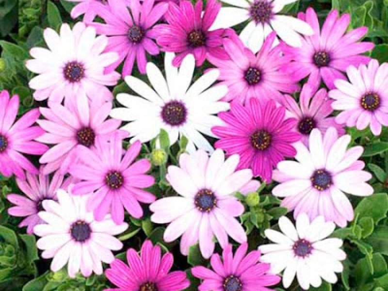 Osteospermum kod kuće Sadnice cvijeća - Osteospermum