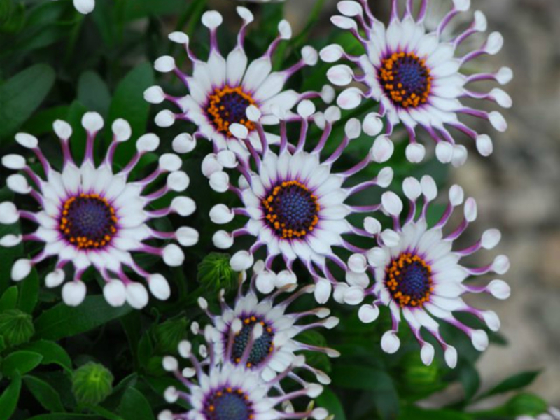 Osteospermum u vrtu Osteospermum u vrtu