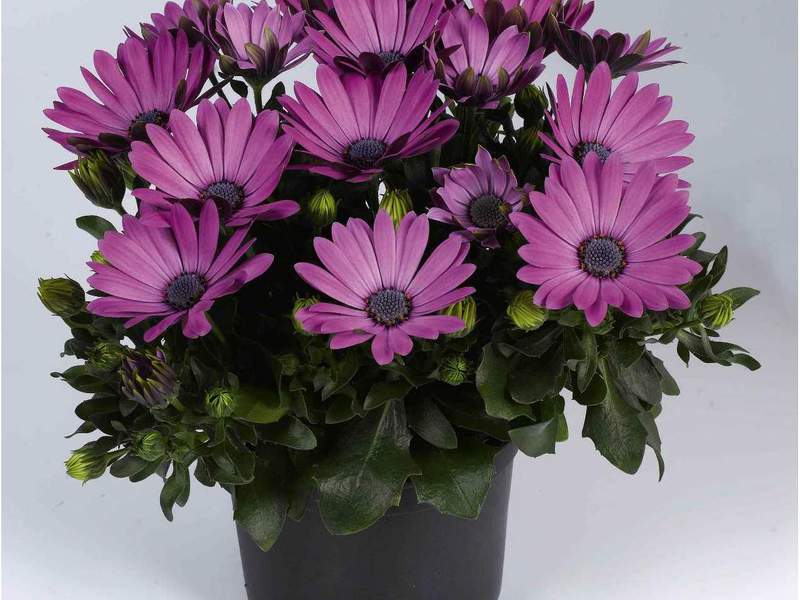 Prekrasan cvijet Osteospermum Opis rta Daisy
