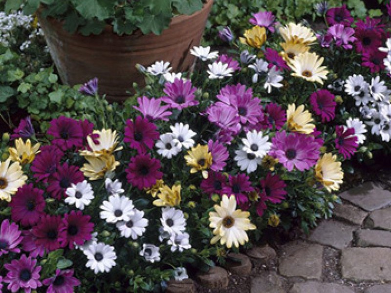 Osteospermum na mjestu Rt tratinčica