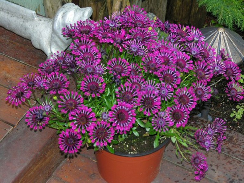 Osteospermum u loncu Sadnice cvijeća - Osteospermum