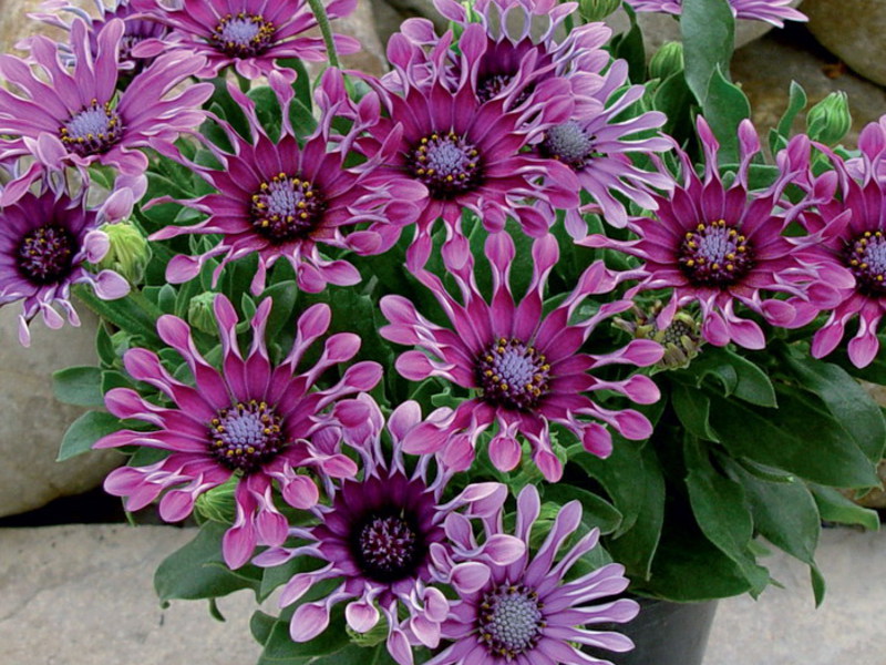 Osteospermum u loncu Uzgoj cvijeta osteospermuma