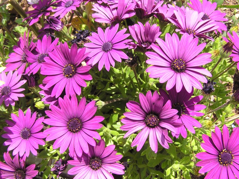 Izgled cvijeta Osteospermum Kako se brinuti za osteospermum