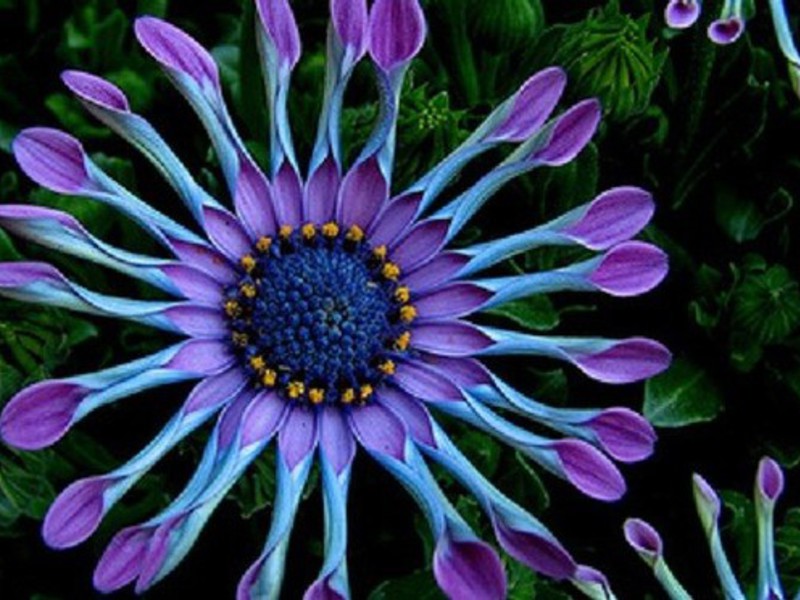 Cvijet osteosperma Rt tratinčica ili Osteospermum