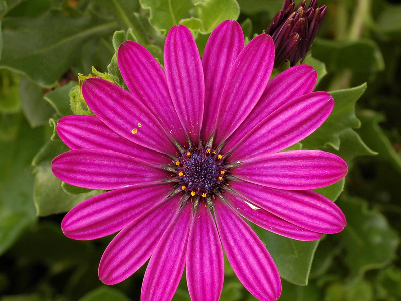Osteospermum i uvjeti uzgoja Uvjeti za razmnožavanje osteospermuma