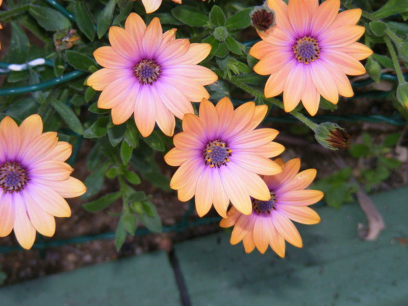 Šareno cvijeće osteosperma Osteospermum u vrtu