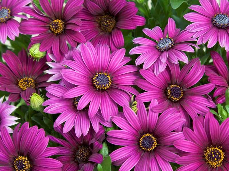 Osteospermum i njegove vrste Osteospermum mješavina