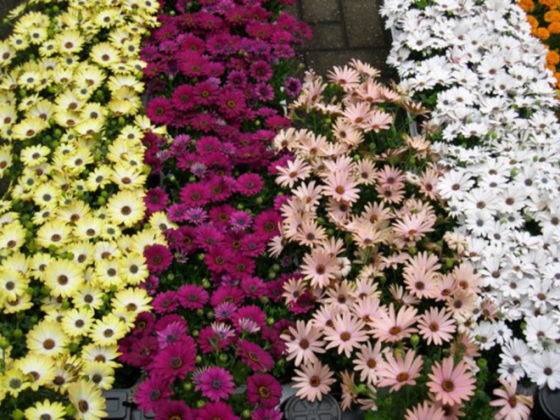 Kako raste cvijet Osteospermum Razdoblje cvatnje osteosperma