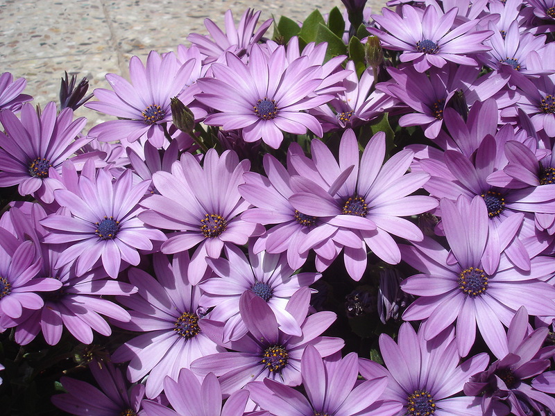 Opis biljke Osteospermum Rt tratinčica ili Osteospermum