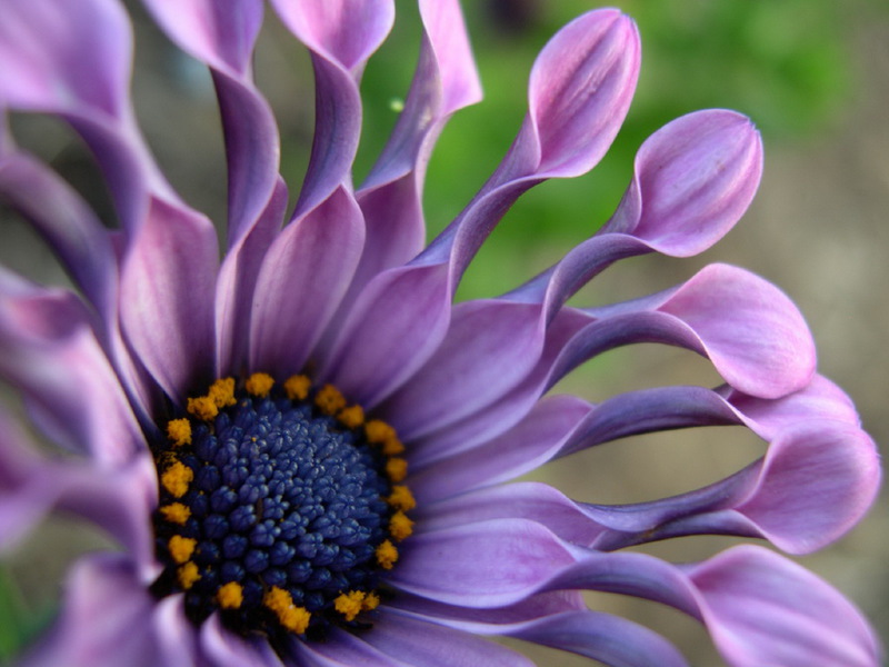 Osteospermum u cvatu Kad osteospermum naraste i procvjeta