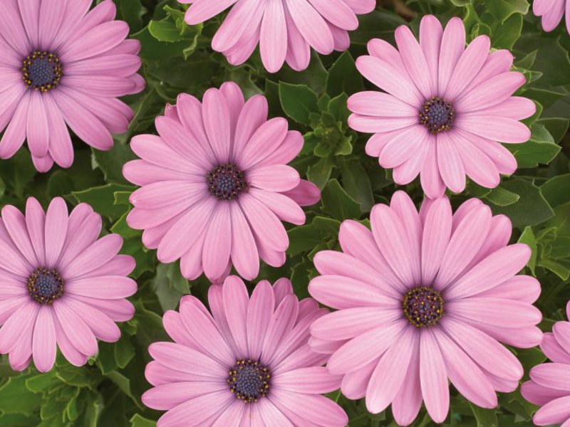 Kako uzgajati cvijet Osteospermum Metode uzgoja osteosperma