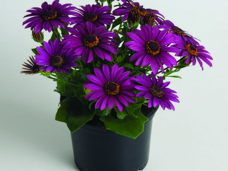Prekrasan cvijet za sobu Osteospermum u vrtu