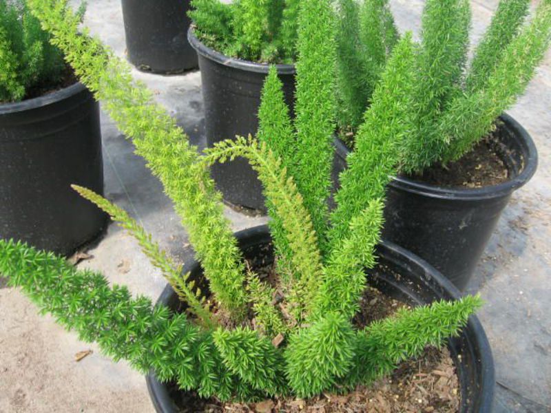 Šparoga plumosus Sorte šparoga