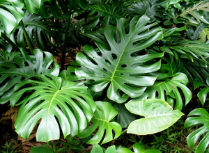 Monstera je preslatka - kako izgleda biljka.