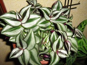 Na fotografiji je prikazana Andersonova Tradescantia.