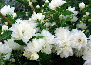 Jasmin je biljka penjačica svima poznata.