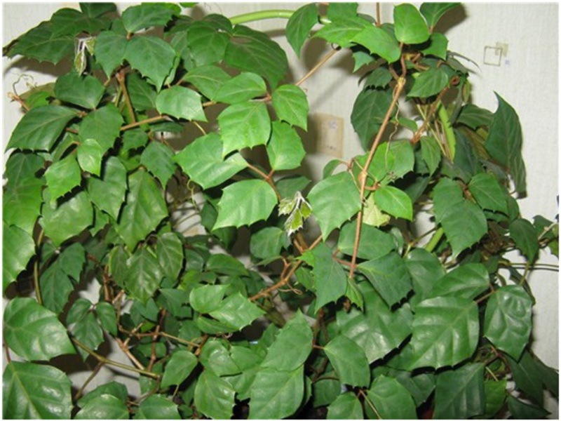 Cissus romboid - Cissus rhombifolia Cissus romboid može zasjeniti vaš balkon ili se proširiti duž zida.