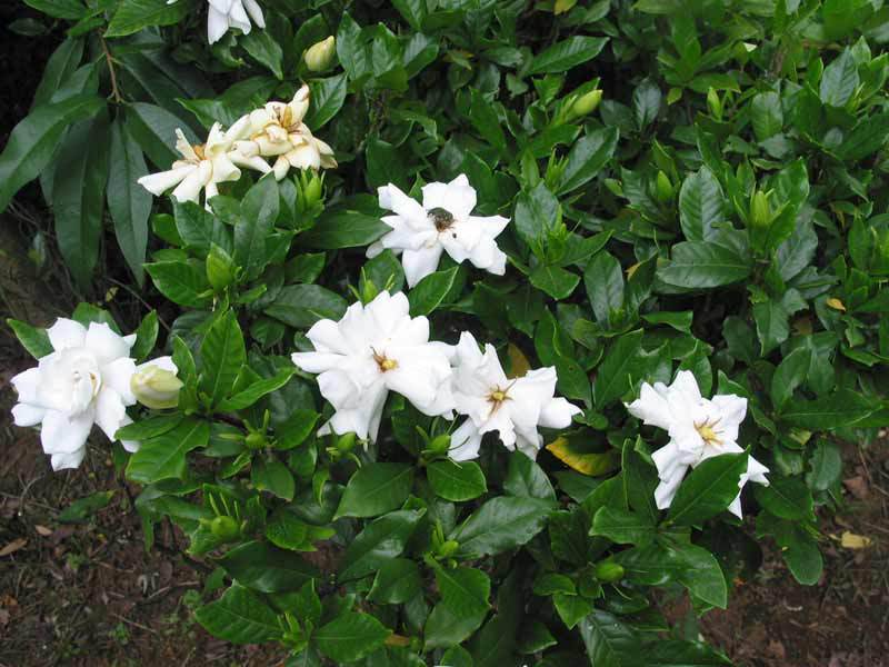 Briga za gardeniju Jasmin kod kuće Briga za vašu gardeniju kod kuće započinje odabirom pravog tla.