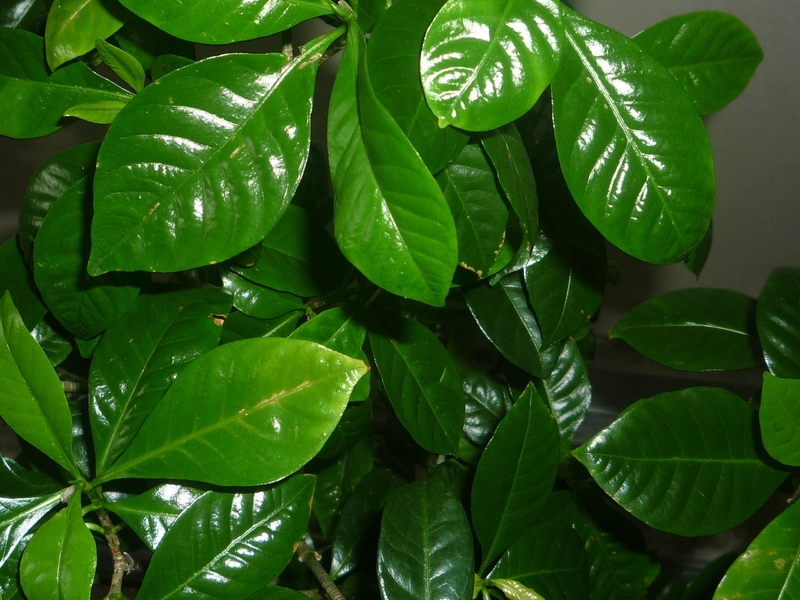 Jasmin Gardenia u proljeće Gardenija obično ne cvjeta u proljeće.