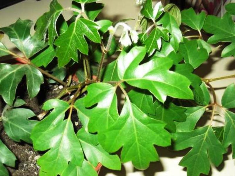 Cissus - ovu biljku popularno zovu sobna breza Cissus je unutarnja veza koja je vrlo popularna.