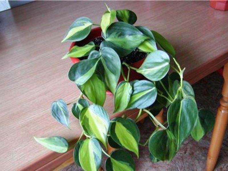 Penjanje na filodendron - značajke njege. Penjački filodendron vrlo je zanimljiva biljka.