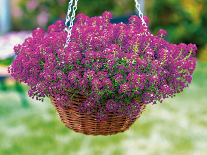 Lobularia more Kako se koristi lobularia