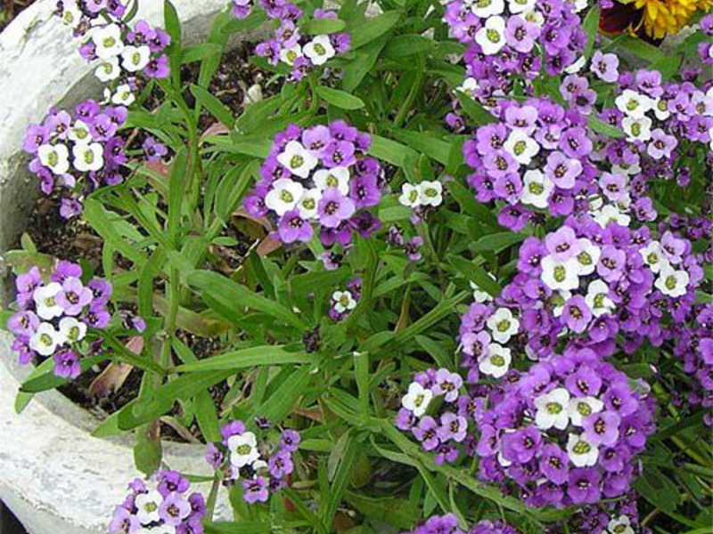 Lobularia: uzgajamo sadnice Kako uzgajati sadnice lobularije