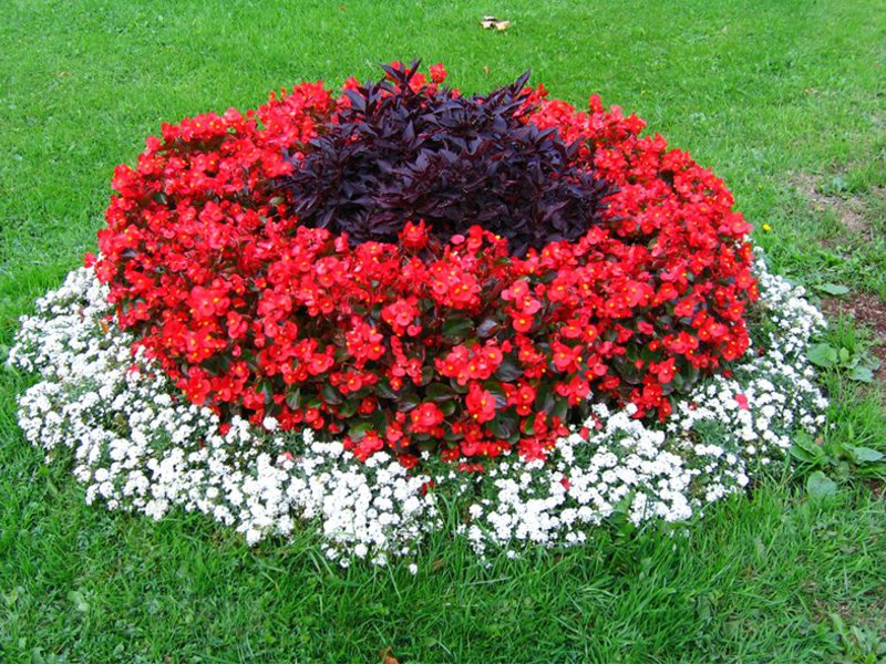 Lobularia: uzgajamo sadnice Lobularia more