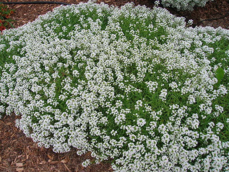 Kako raste Lobularia Opis biljke lobularia
