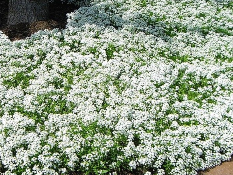 Lobularia more Sorte lobularije
