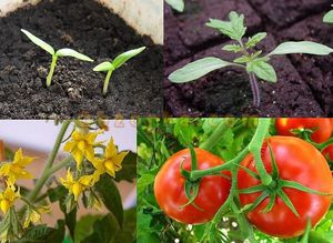 Biljna vegetacija